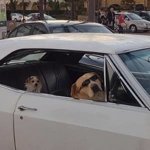 Meet your Posher, Claudia